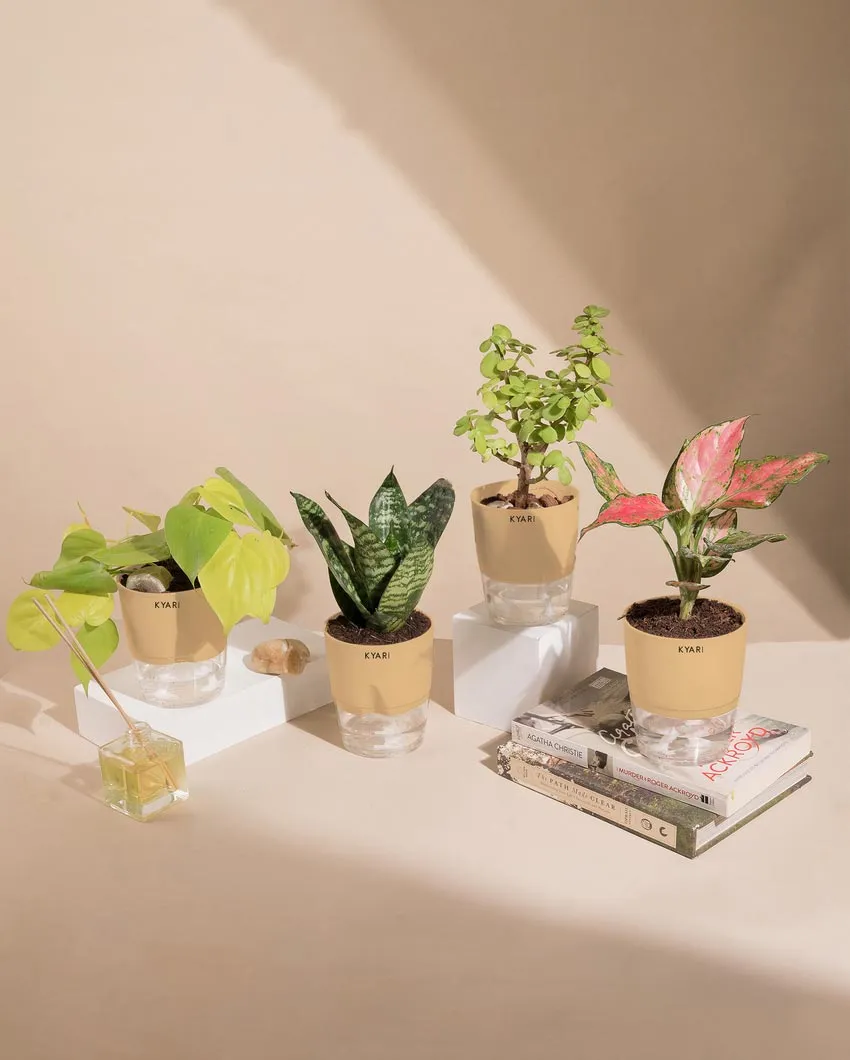 Aglaonema Jade Plants With Pots | Pack of 4 | 4 x 10 inches