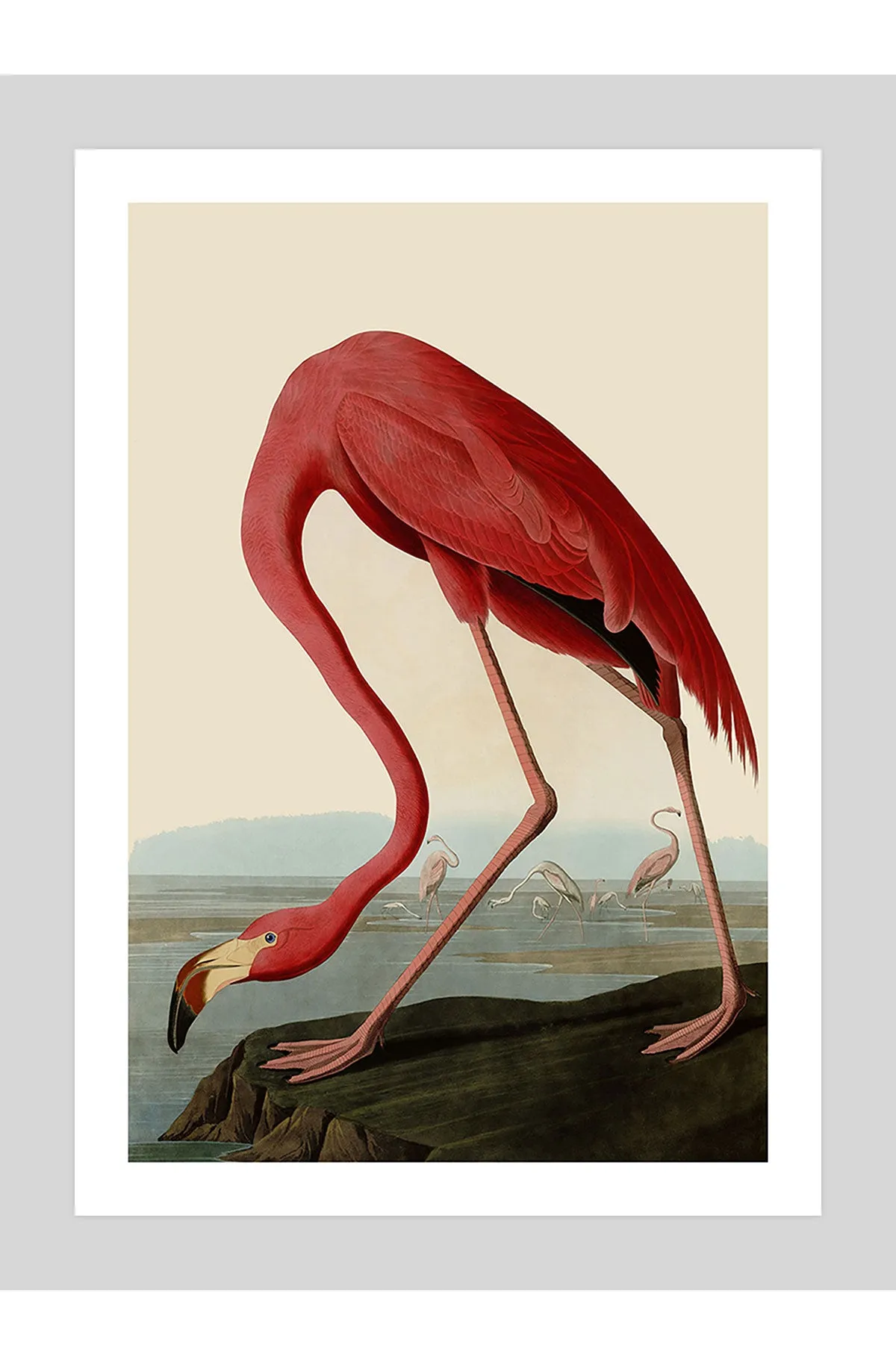 American Flamingo