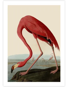 American Flamingo