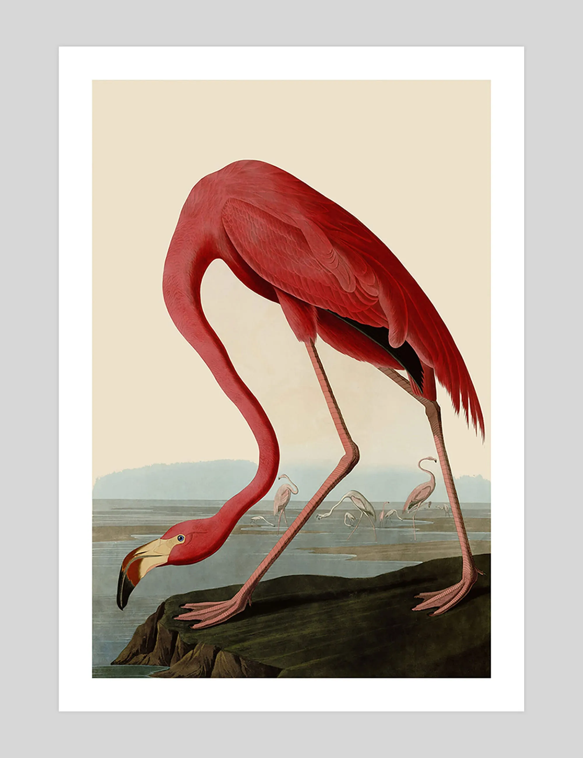 American Flamingo