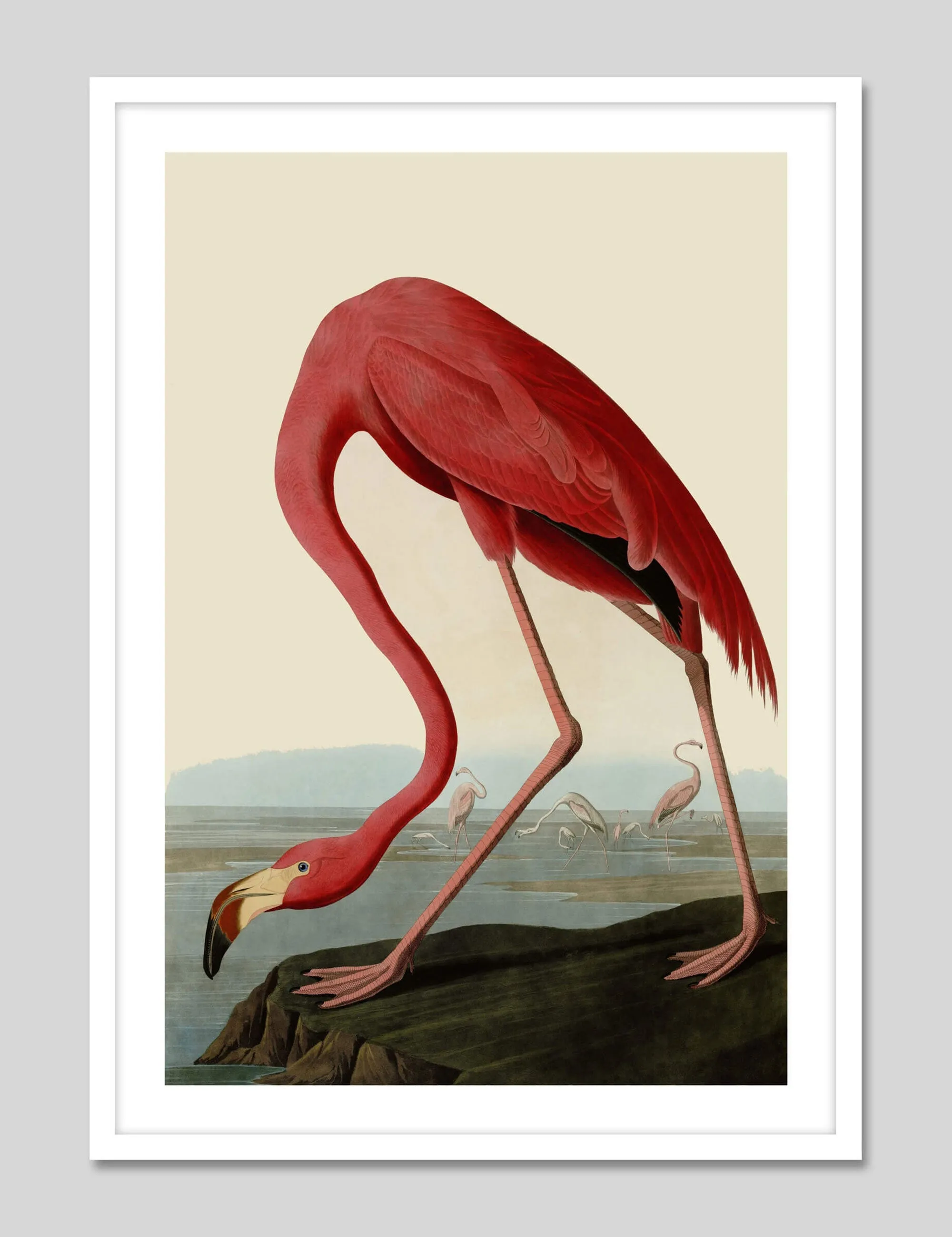 American Flamingo