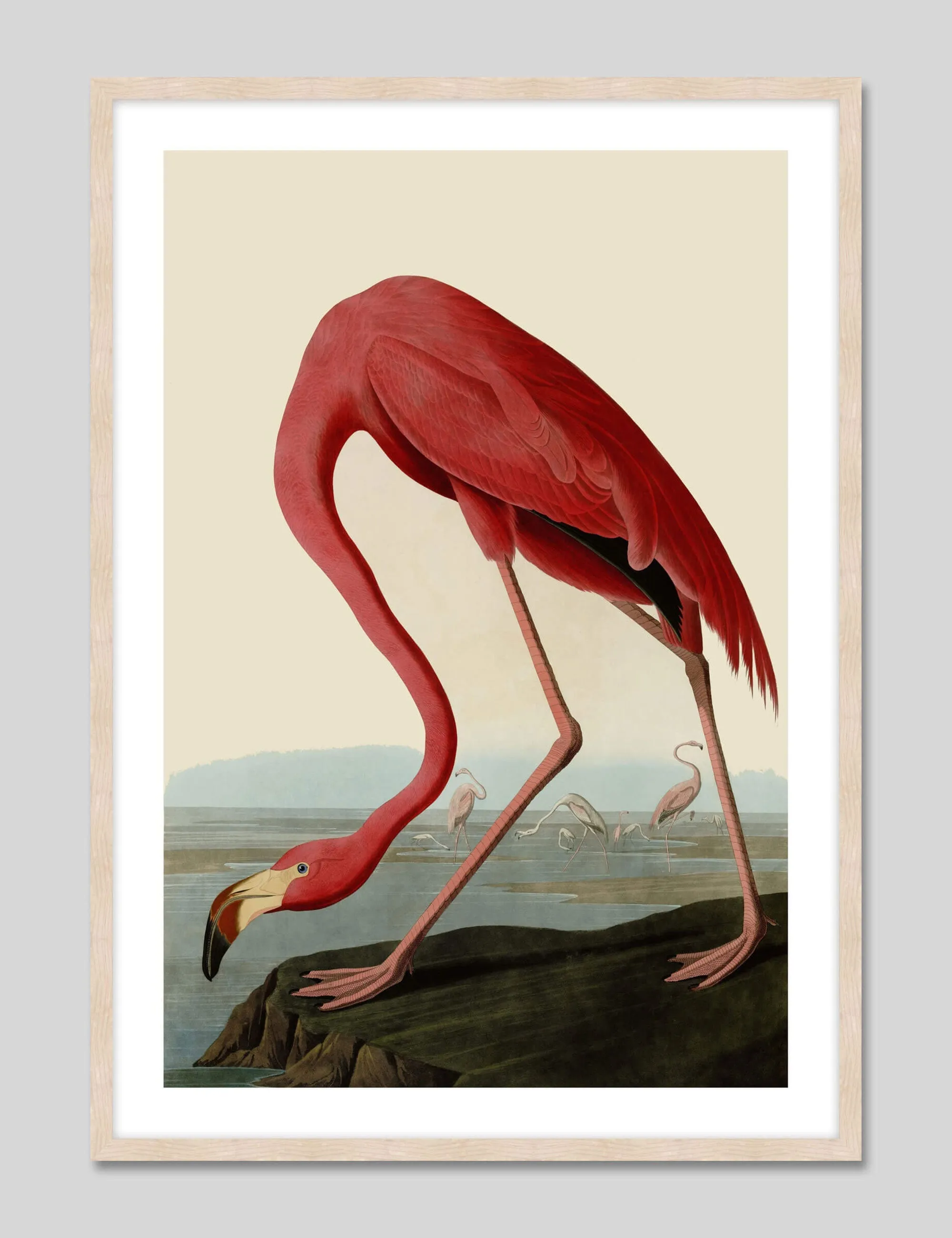 American Flamingo