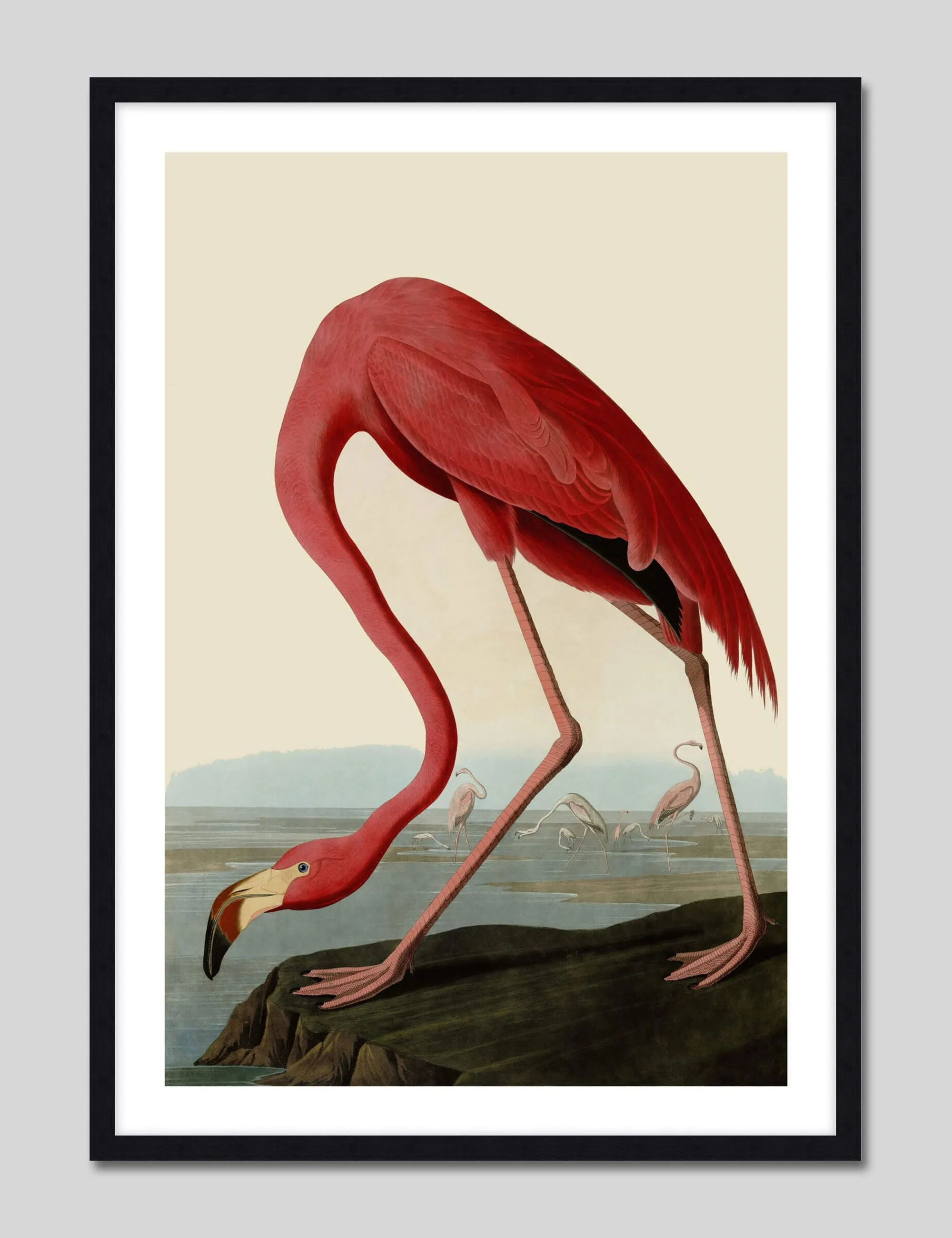 American Flamingo
