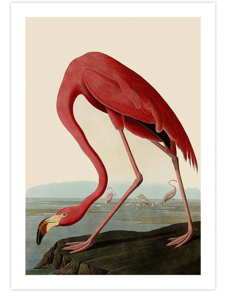American Flamingo