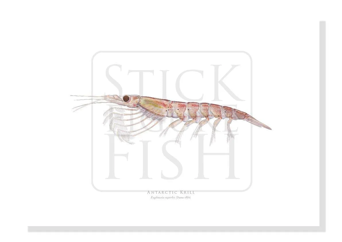 Antarctic Krill - Fine Art Print
