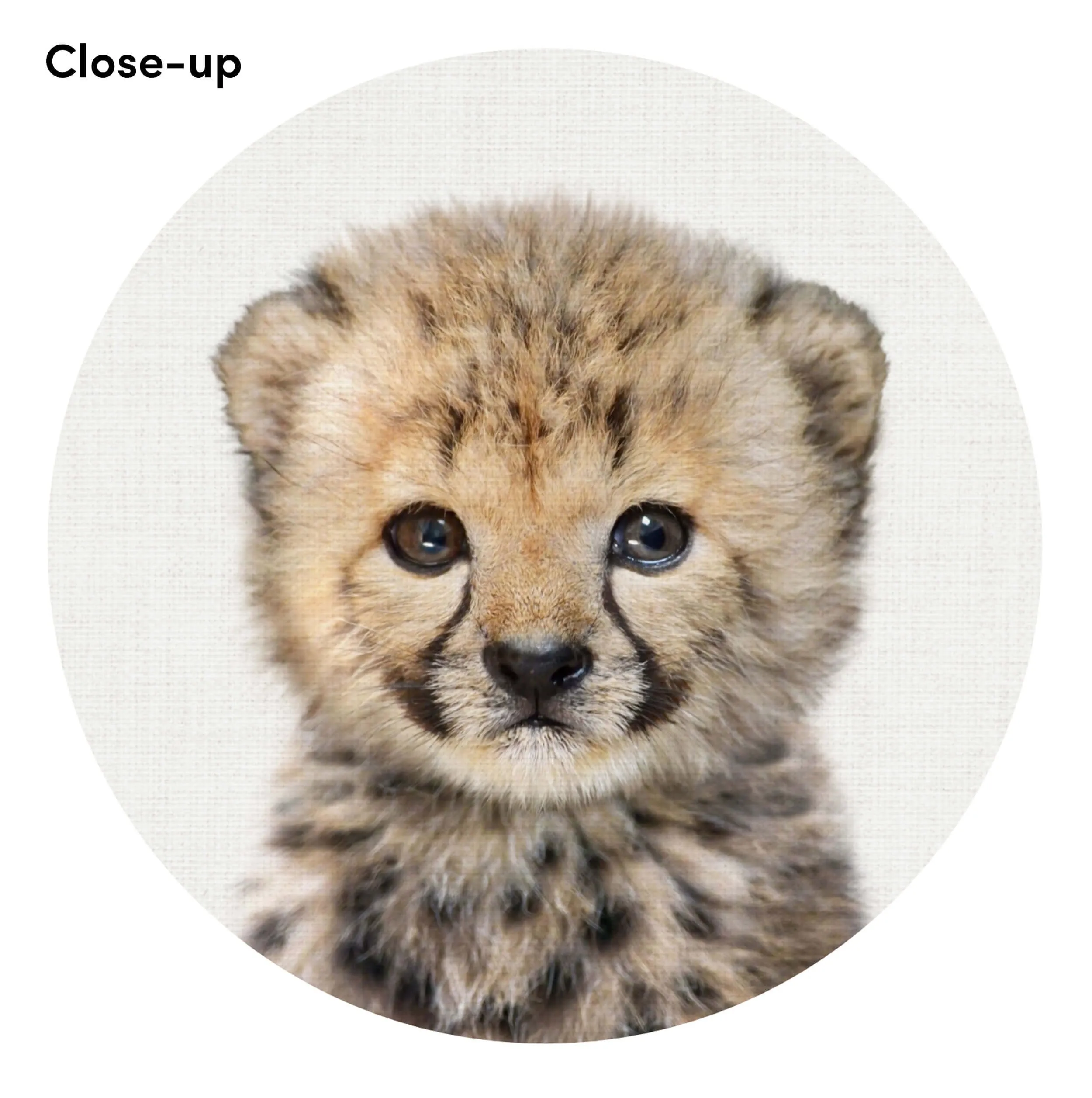 Baby Cheetah Peekaboo