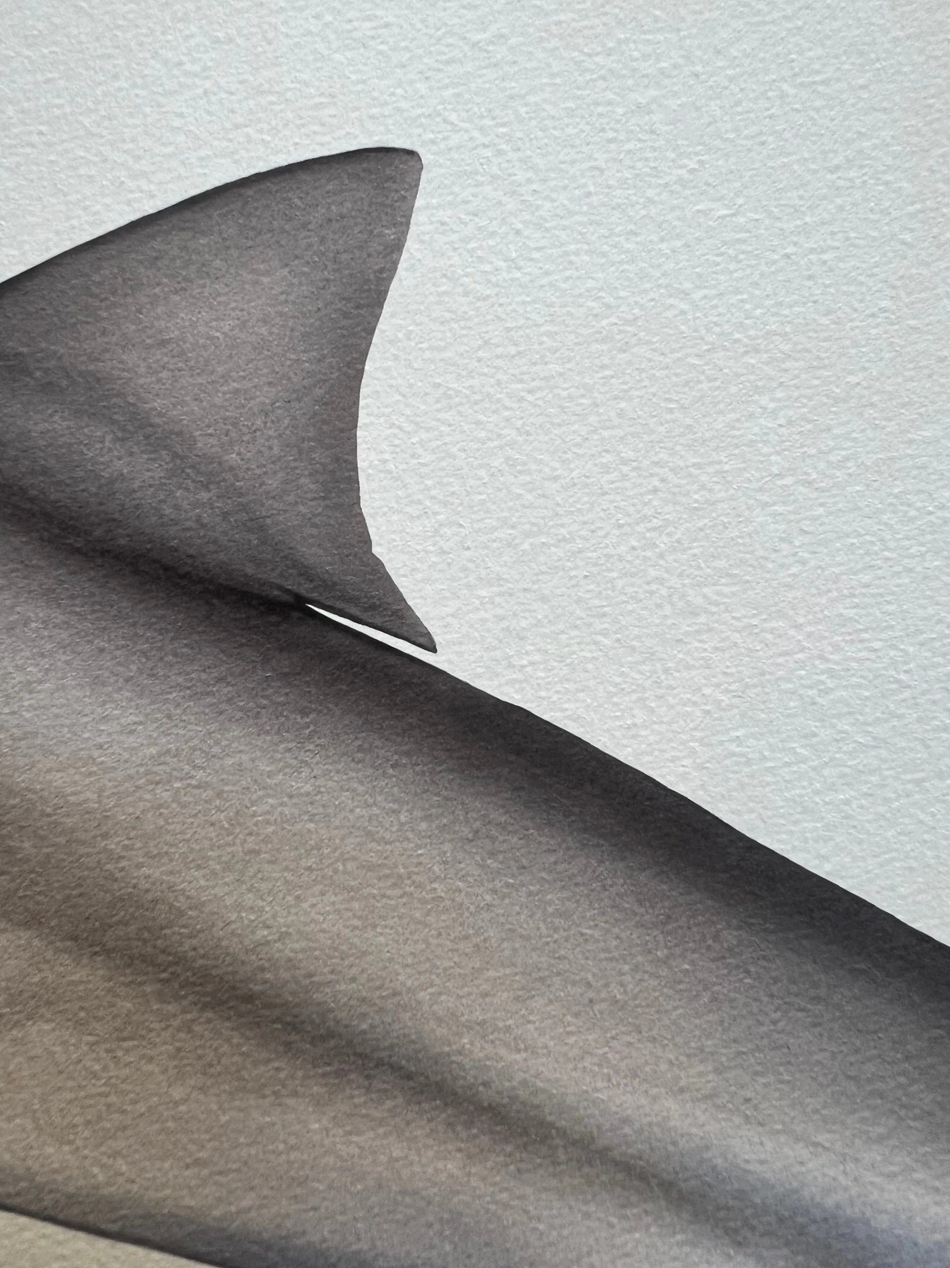 Bull Shark, Carcharhinus leucas (Müller & Henle 1839) - Fine Art Print