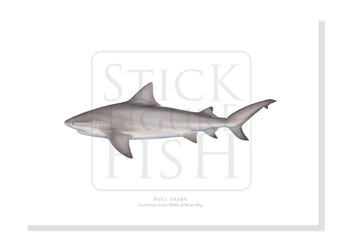 Bull Shark, Carcharhinus leucas (Müller & Henle 1839) - Fine Art Print