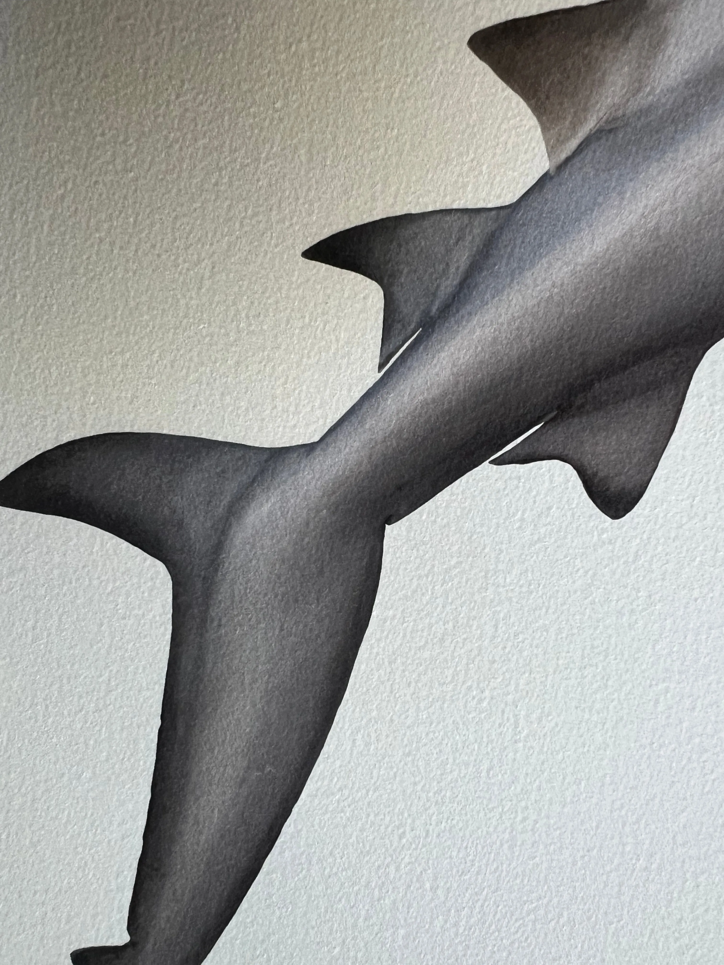 Bull Shark, Carcharhinus leucas (Müller & Henle 1839) - Fine Art Print