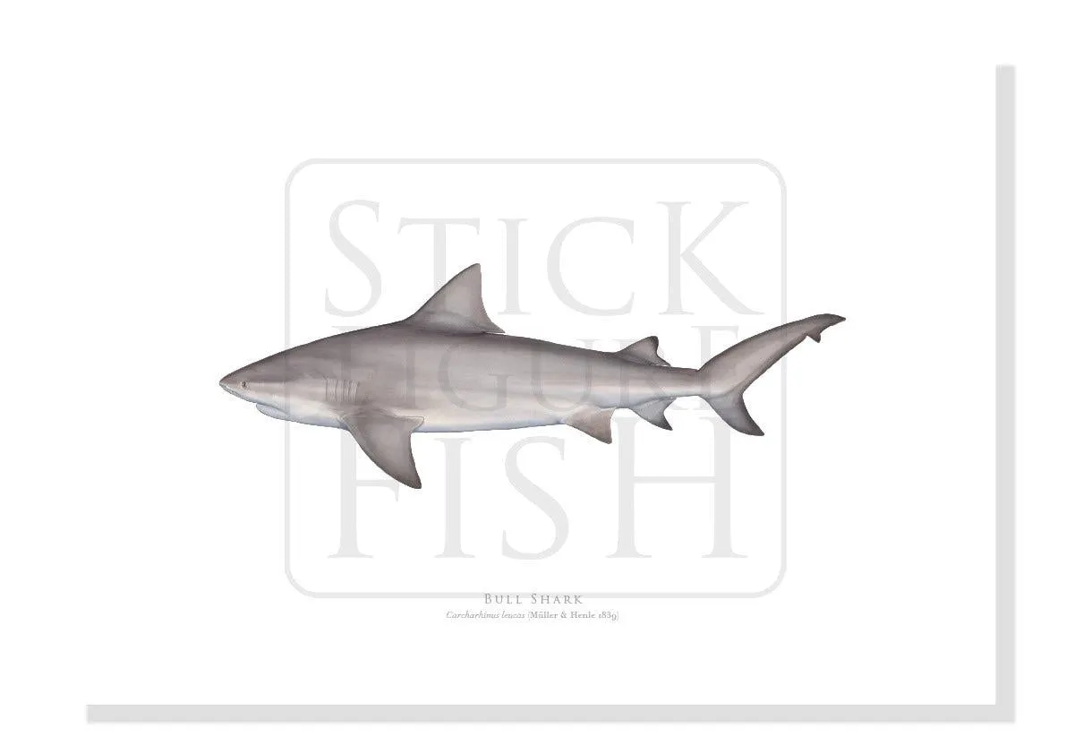 Bull Shark, Carcharhinus leucas (Müller & Henle 1839) - Fine Art Print