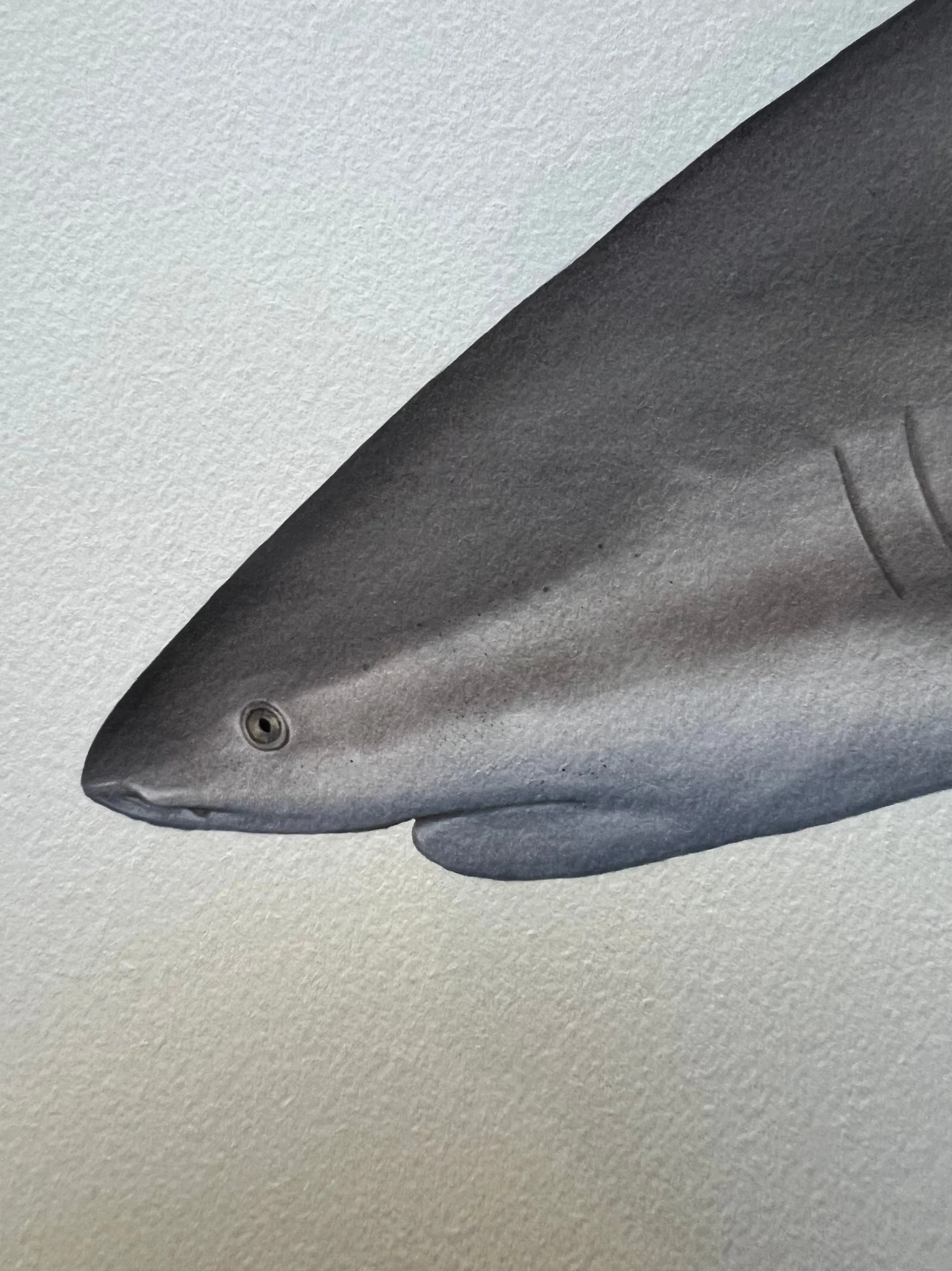 Bull Shark, Carcharhinus leucas (Müller & Henle 1839) - Fine Art Print