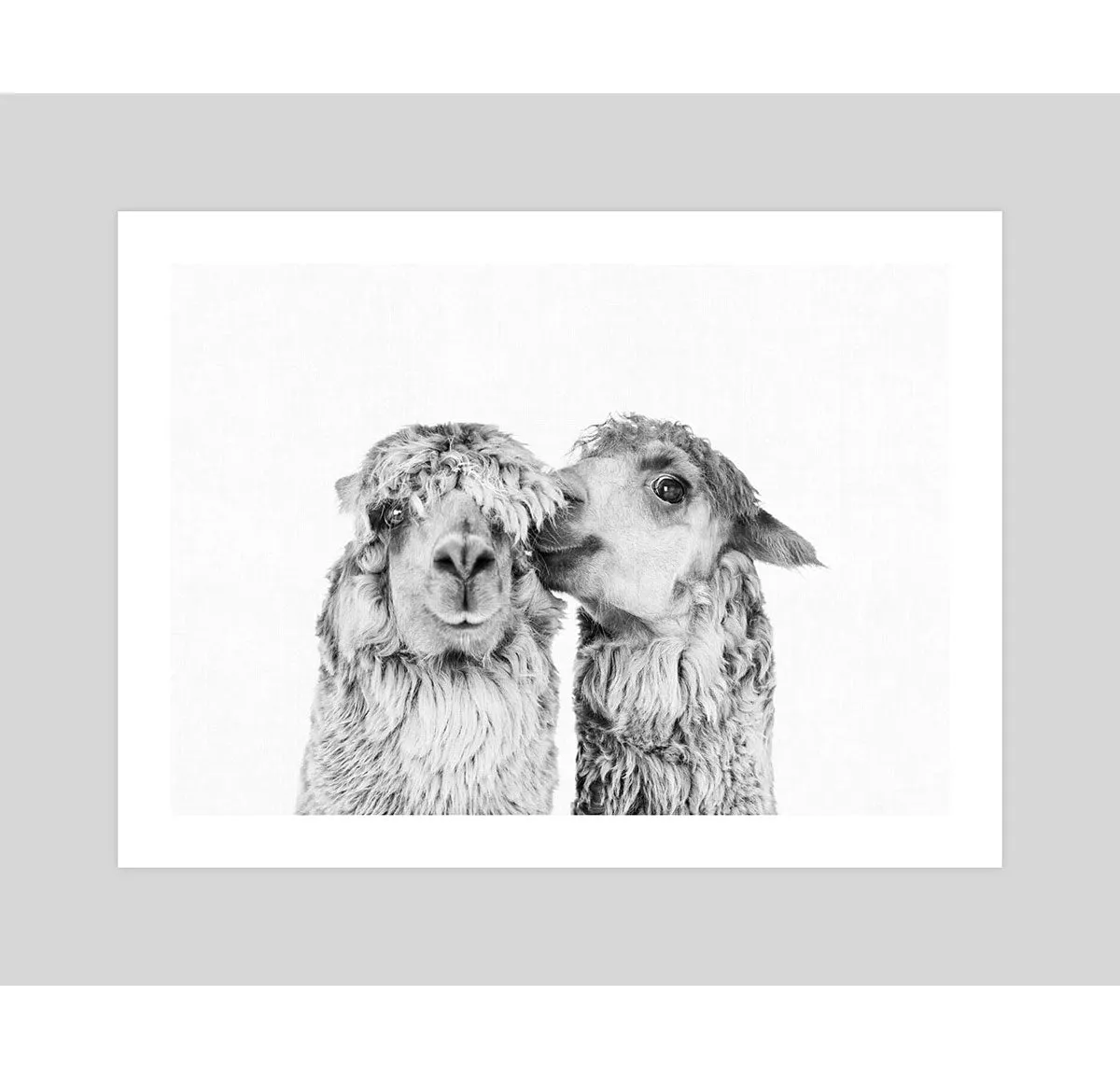 Llama Love