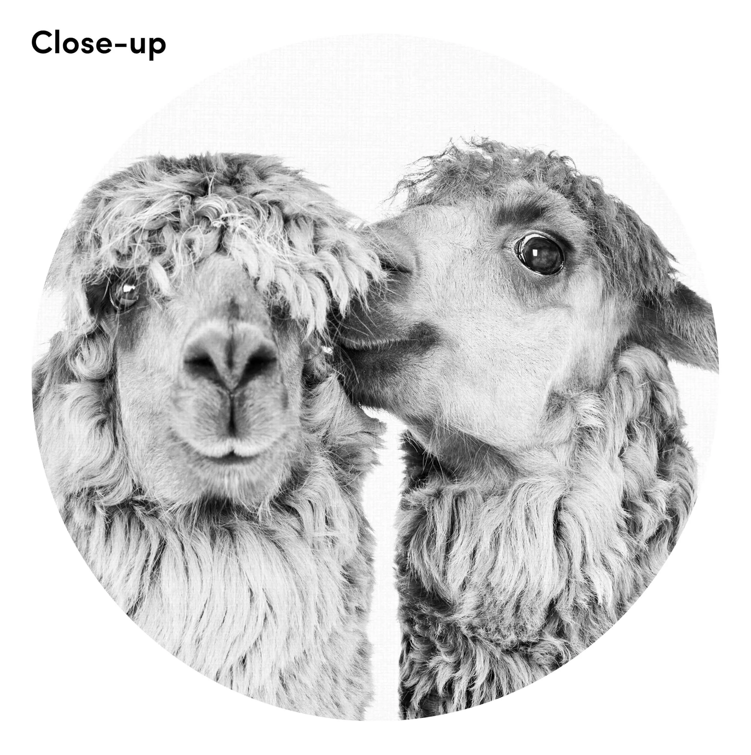 Llama Love