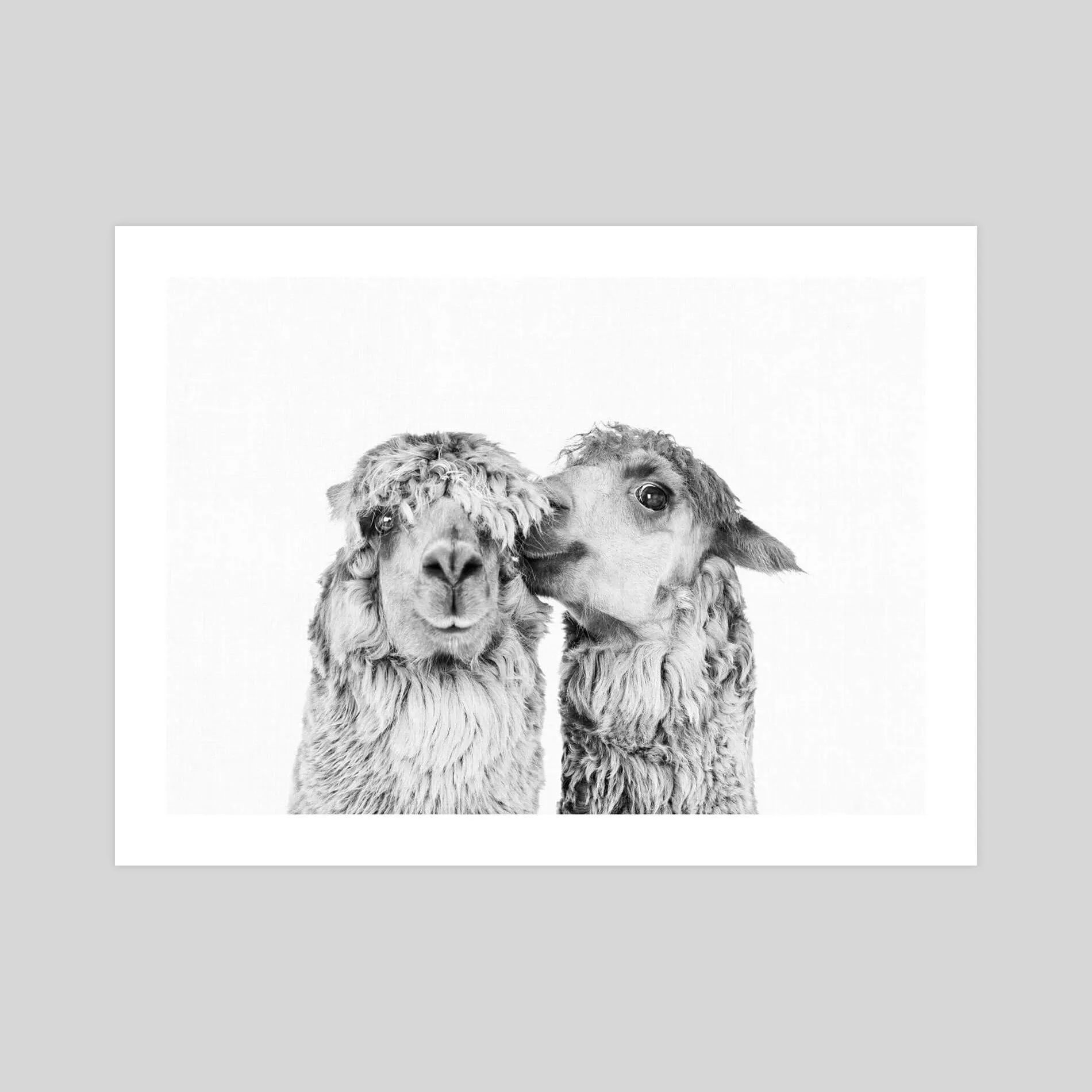 Llama Love