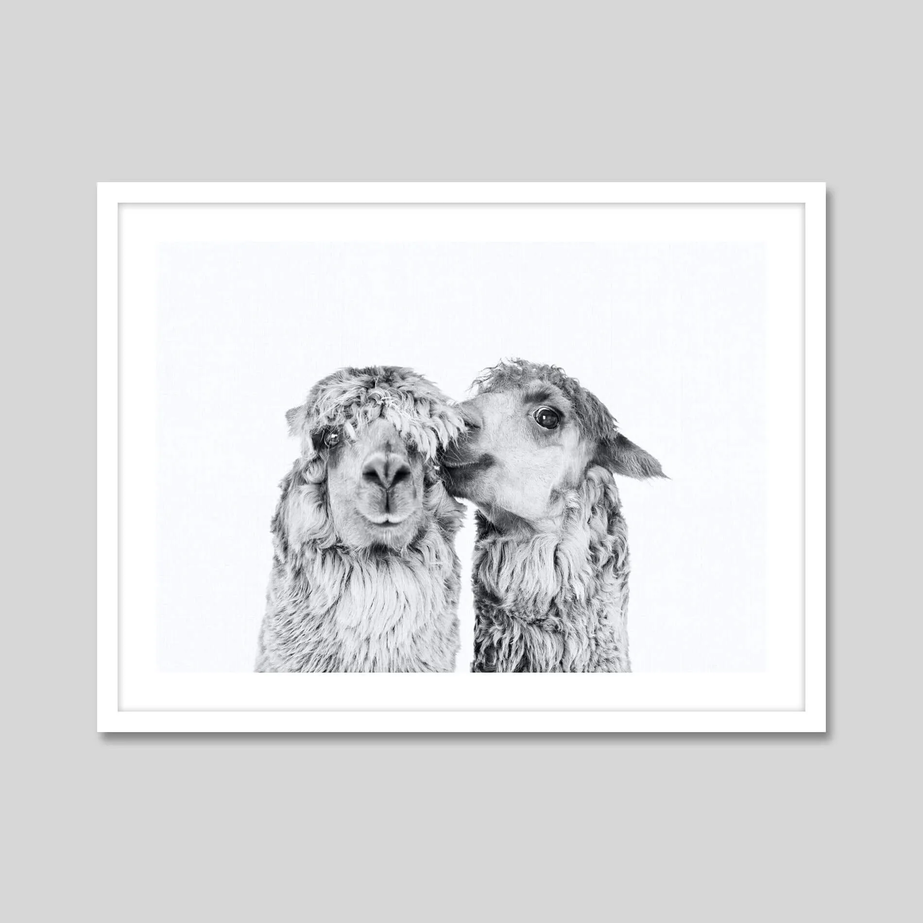 Llama Love