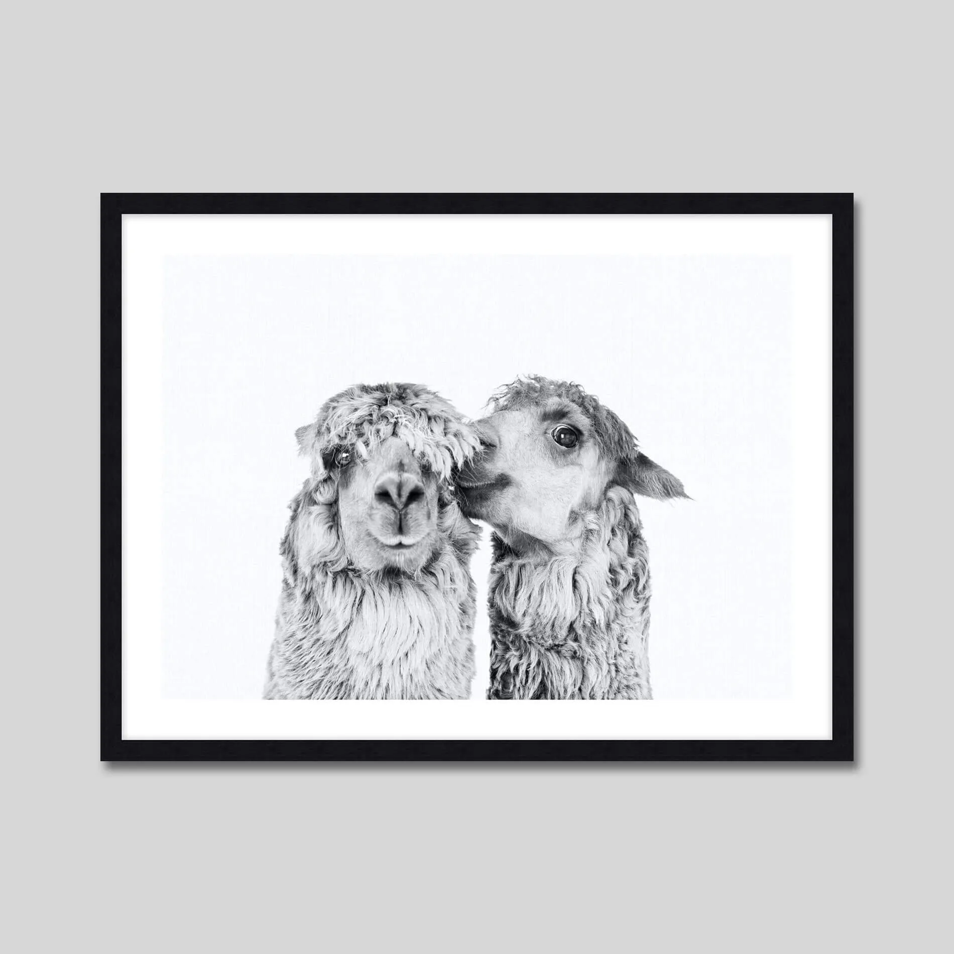 Llama Love