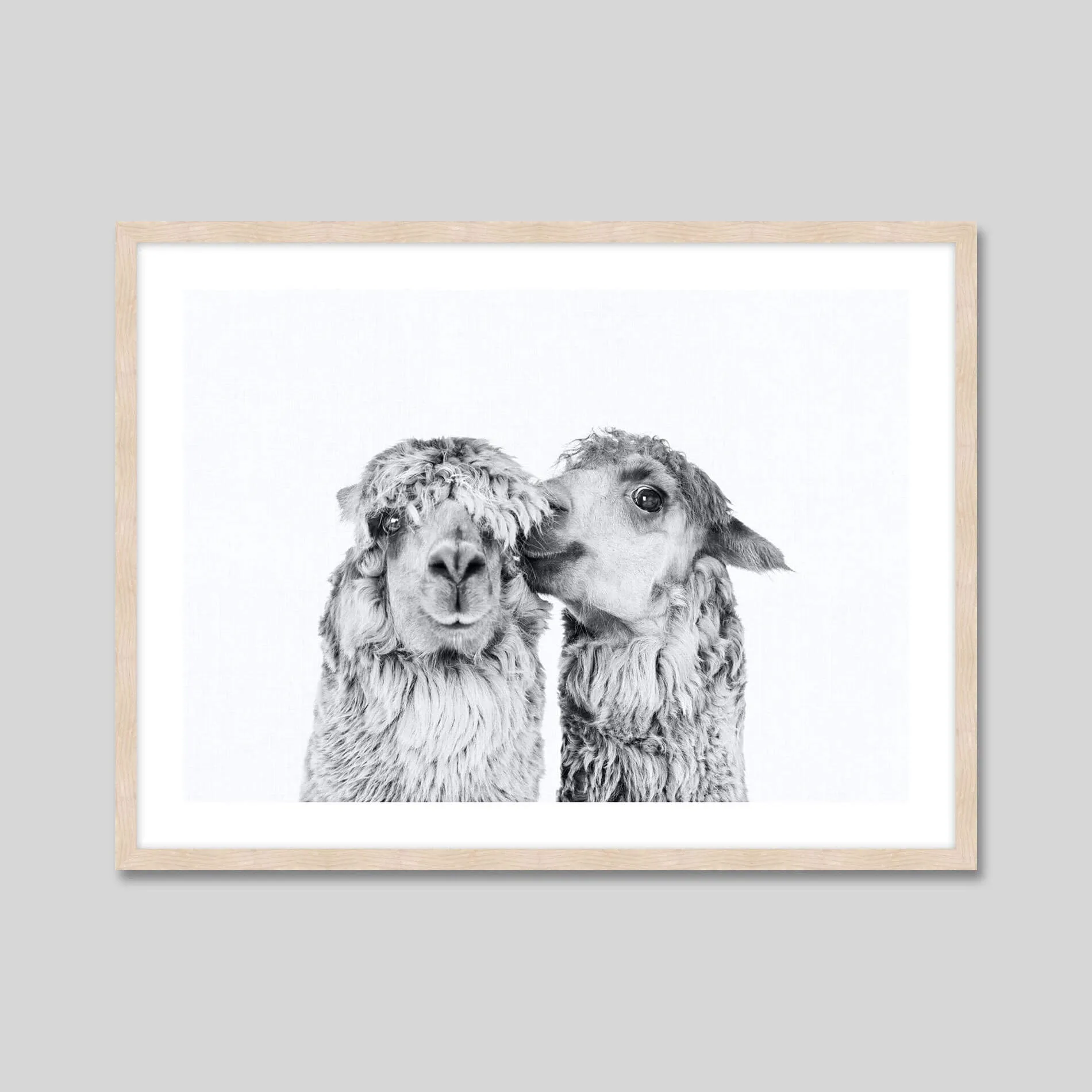 Llama Love