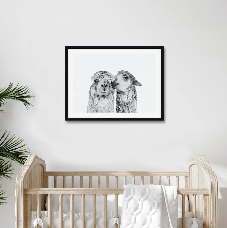 Llama Love