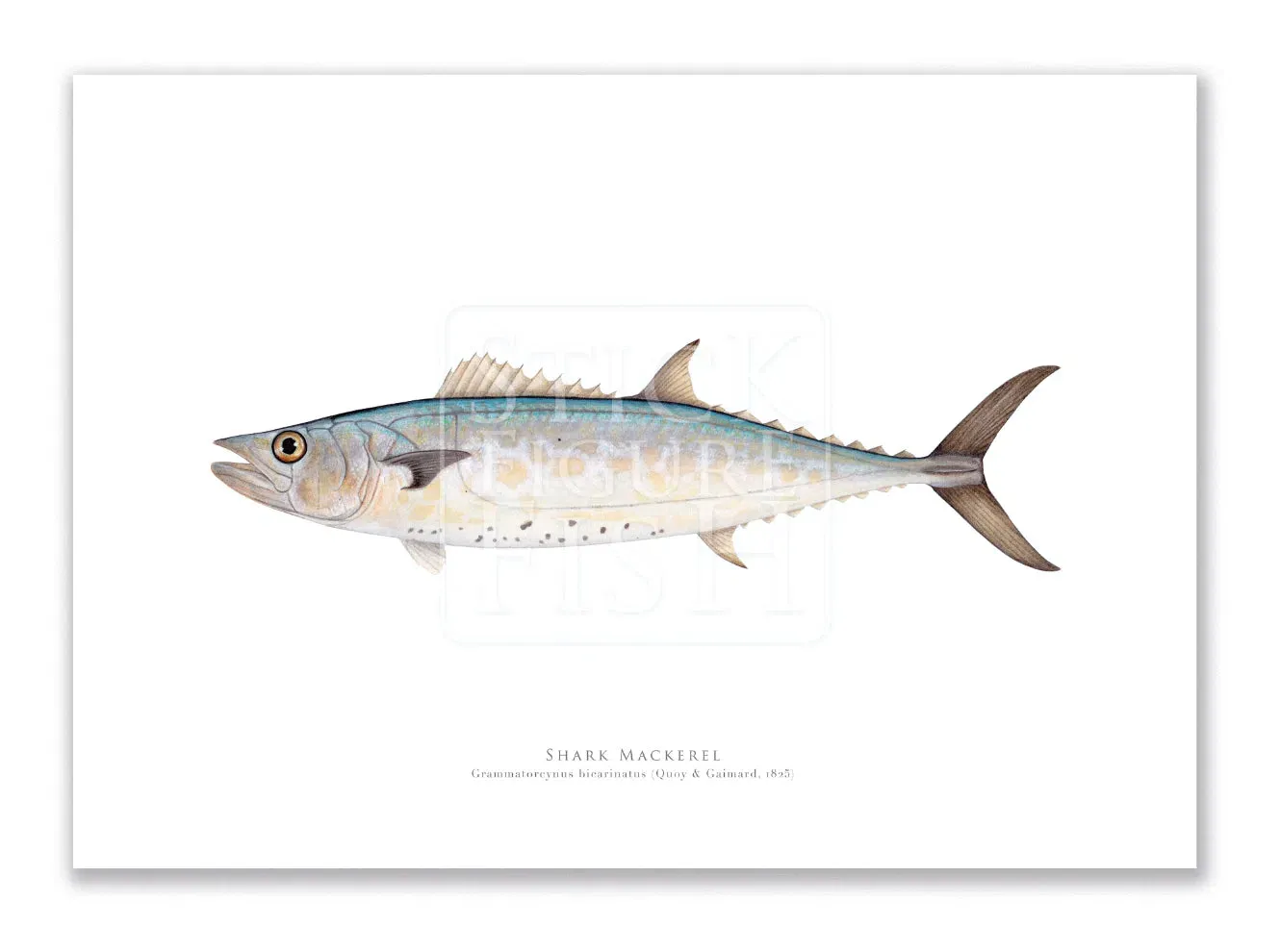 Shark Mackerel, Grammatorcynus bicarinatus (Quoy & Gaimard 1825) - Fine Art Print