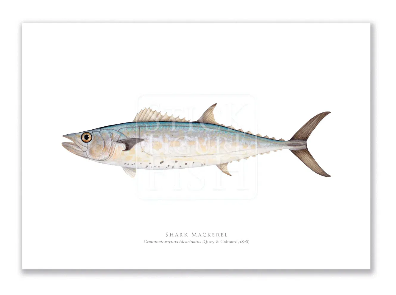 Shark Mackerel, Grammatorcynus bicarinatus (Quoy & Gaimard 1825) - Fine Art Print