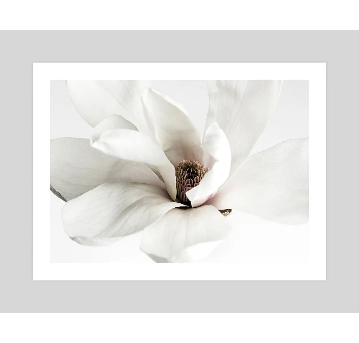 White Magnolia